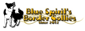 Blue Spirit's Gallery